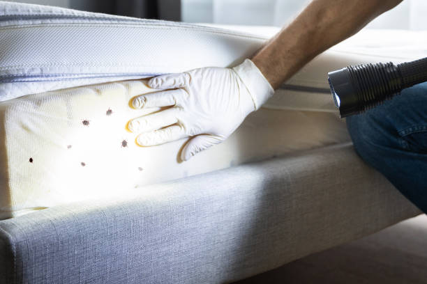 Best Residential Pest Control  in Star Valley Ranch, WY